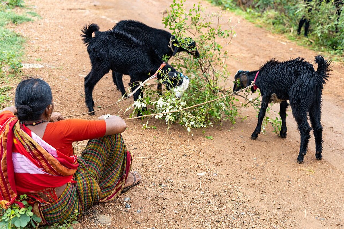 Goat rearing rural woman India village livestock management