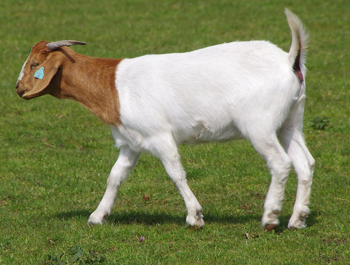 Boer Goat