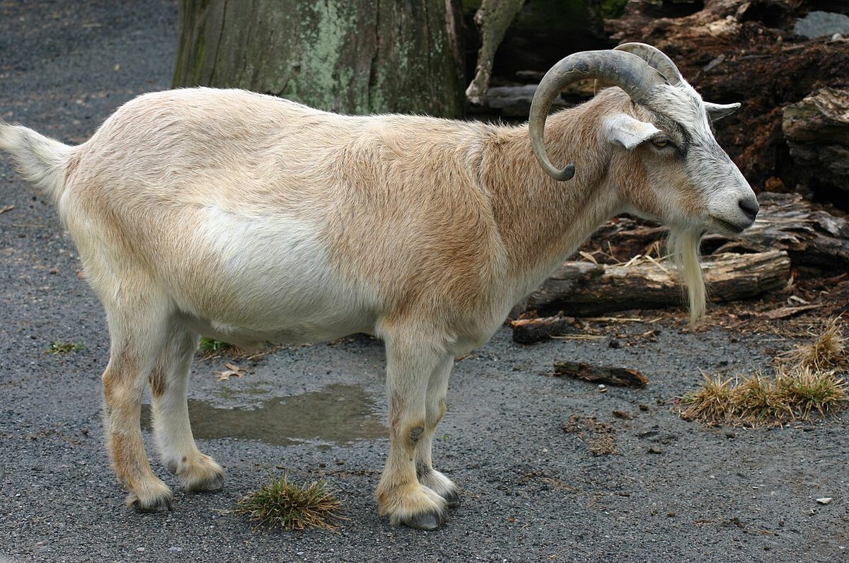 African Pygmy Goat