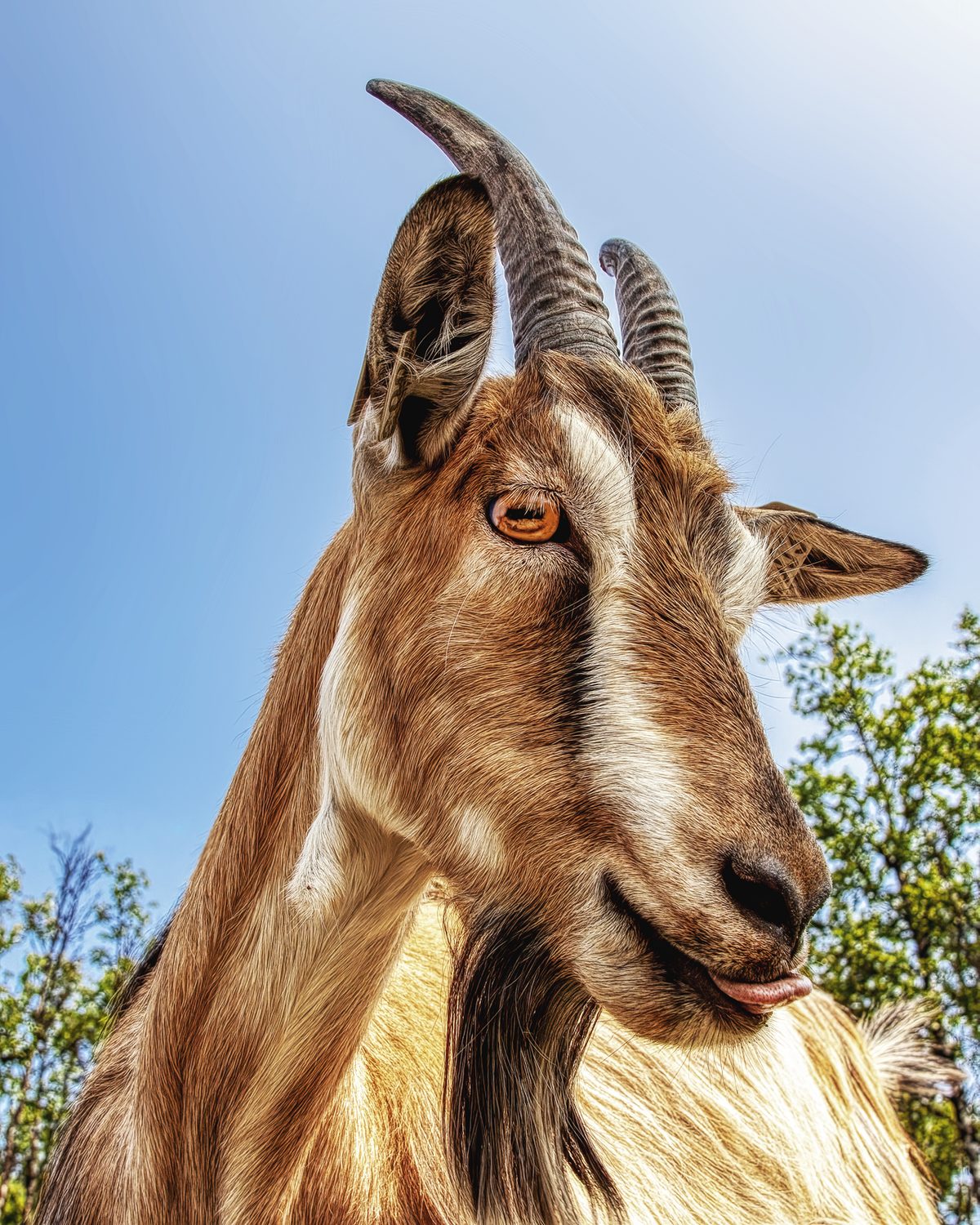 20130711 Goat IMG 7911