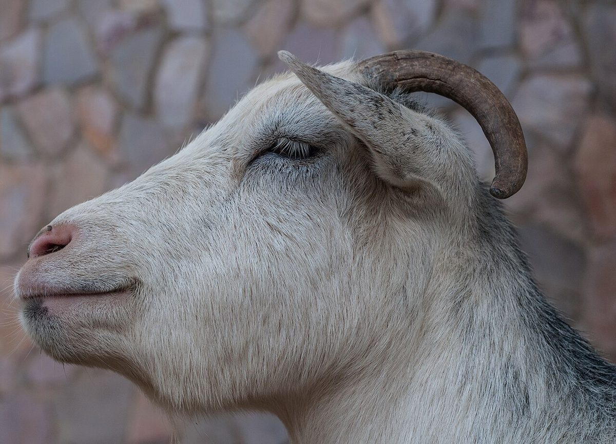 Goat breeds from Venezuela