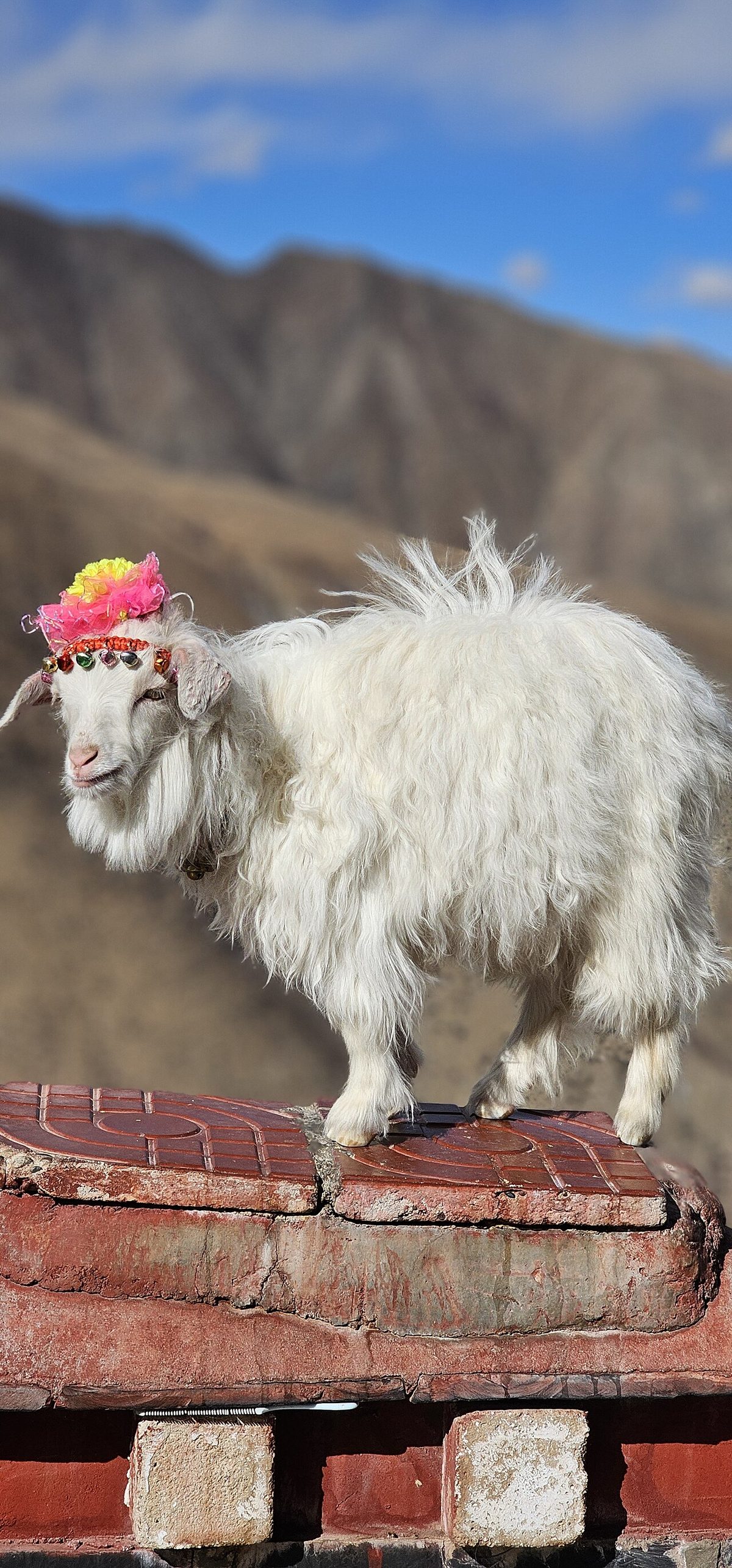 A goat in Tibet 01
