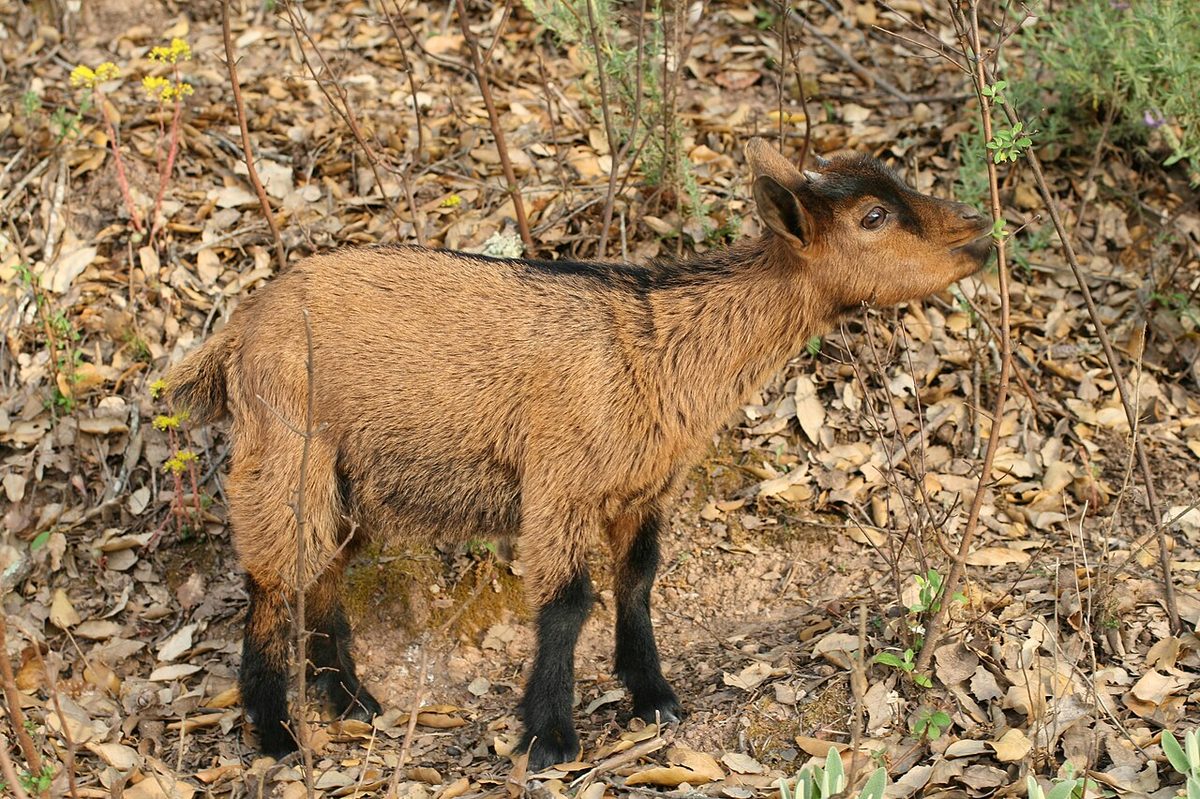 African dwarf goat baby
