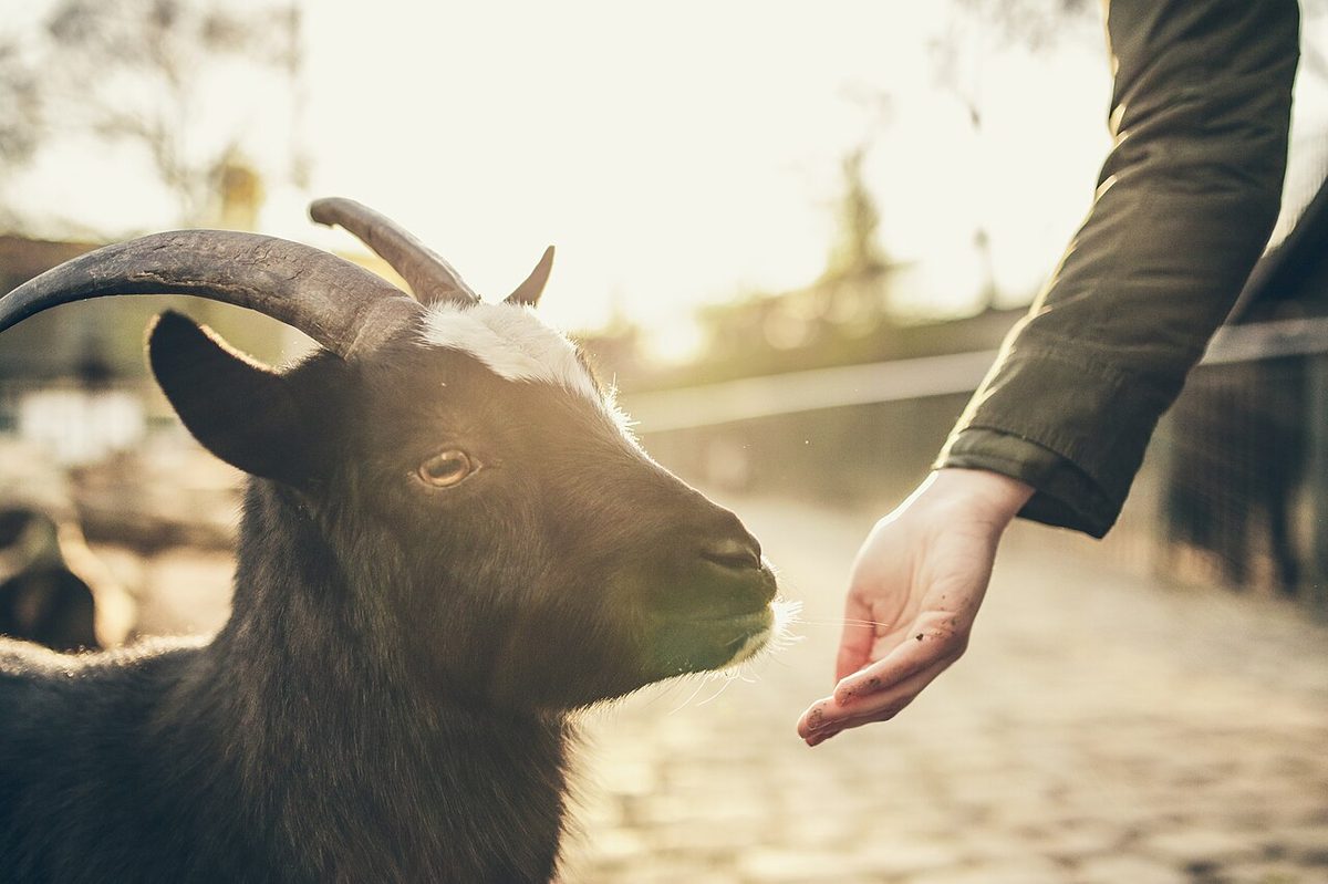 Black and white goat (Unsplash)