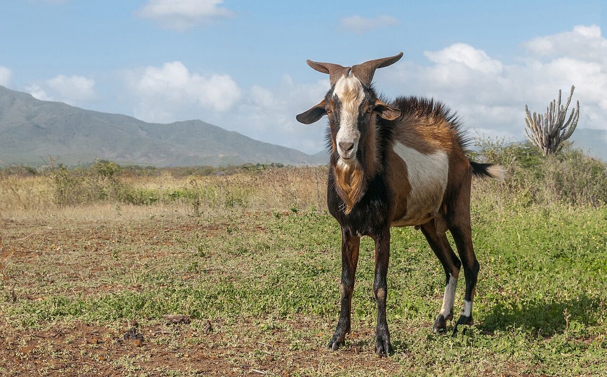 Capra aegagrus hircus in isla Margarita