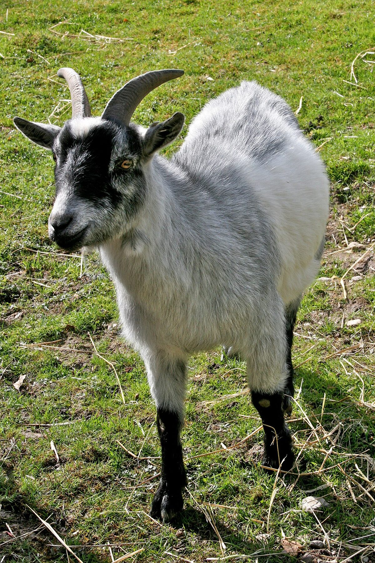 Goat at Highland and Rare Breeds Park