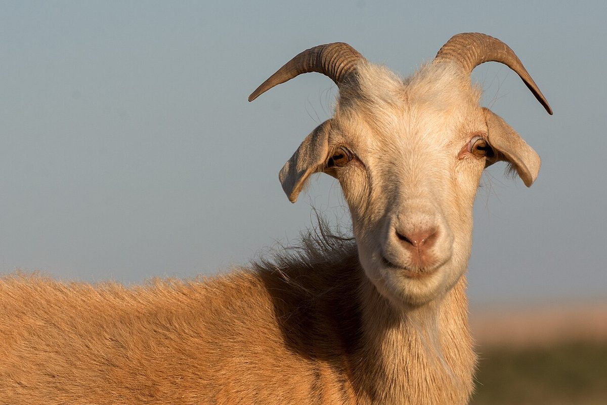 Goat
