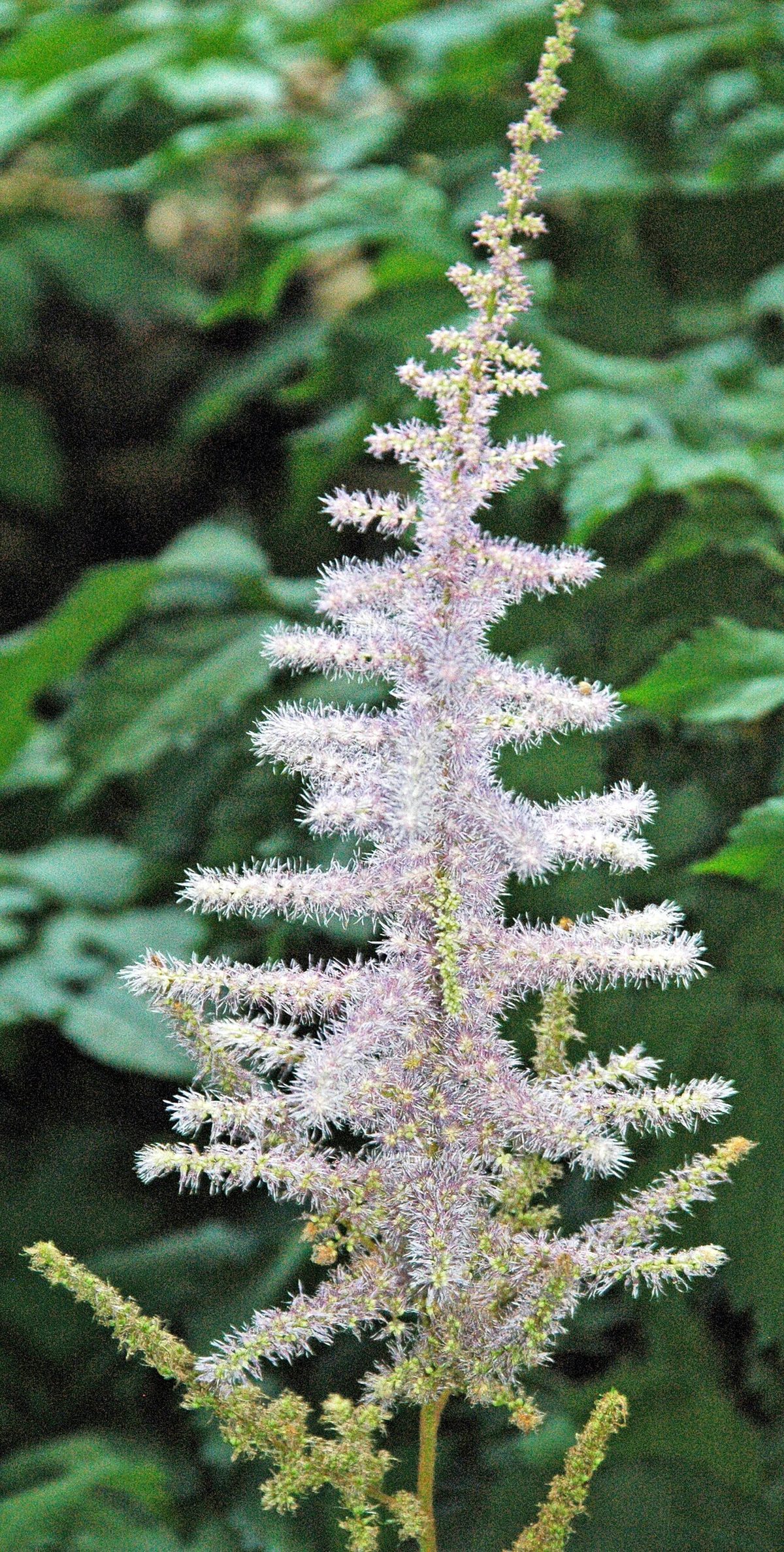 Astilbe chinensis davidii (tall false goat's beard) 1
