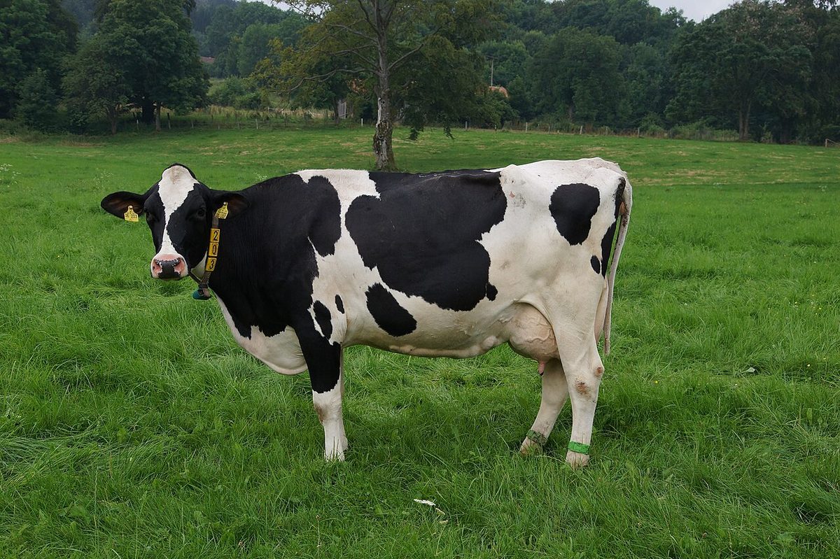 HF in der Rhön auf der Weide
