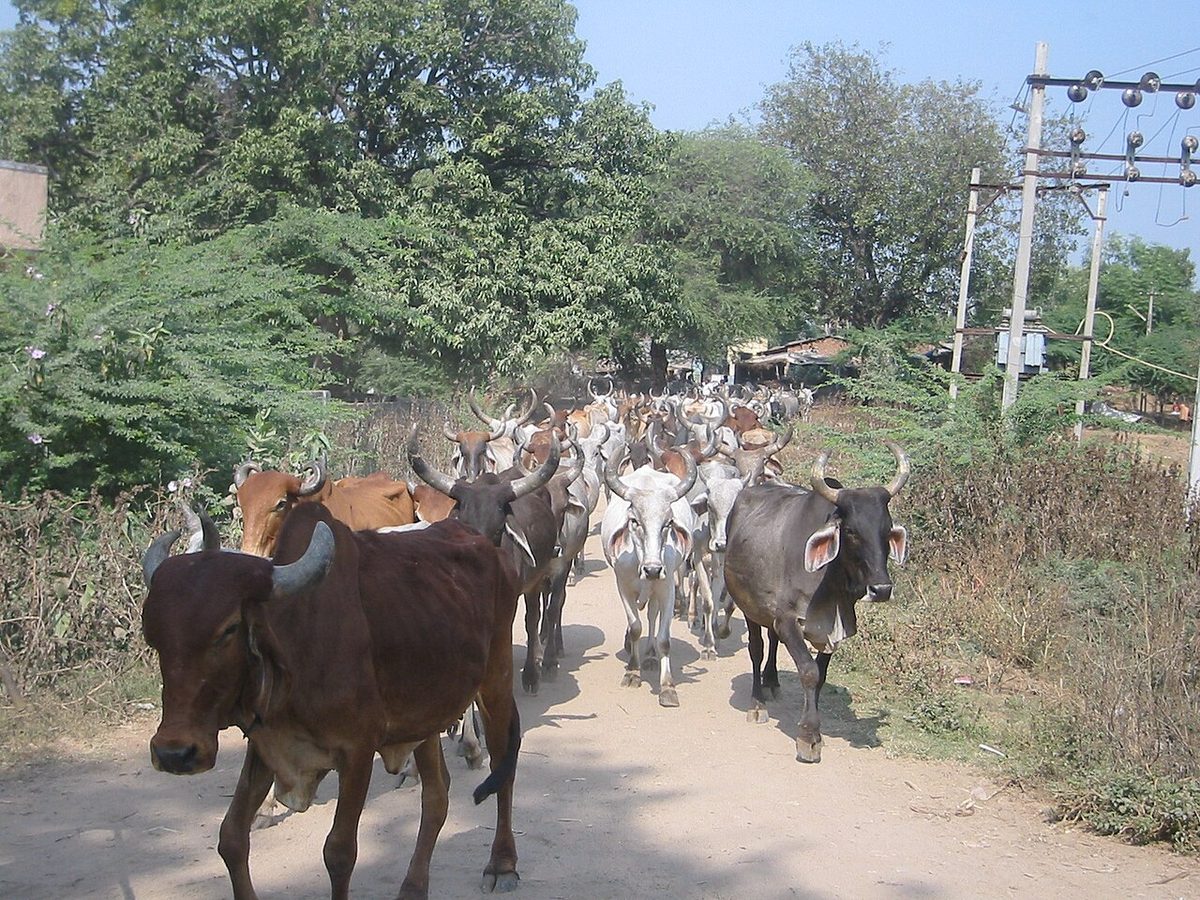 Cattle herd India