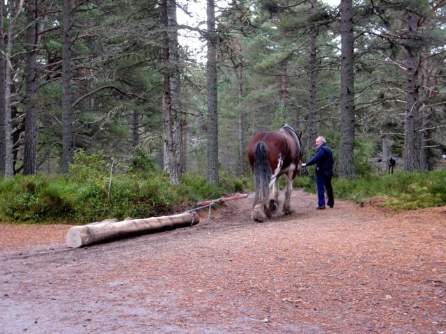 Carrbridge, heavy working horse at the Landmark Forest Theme Park