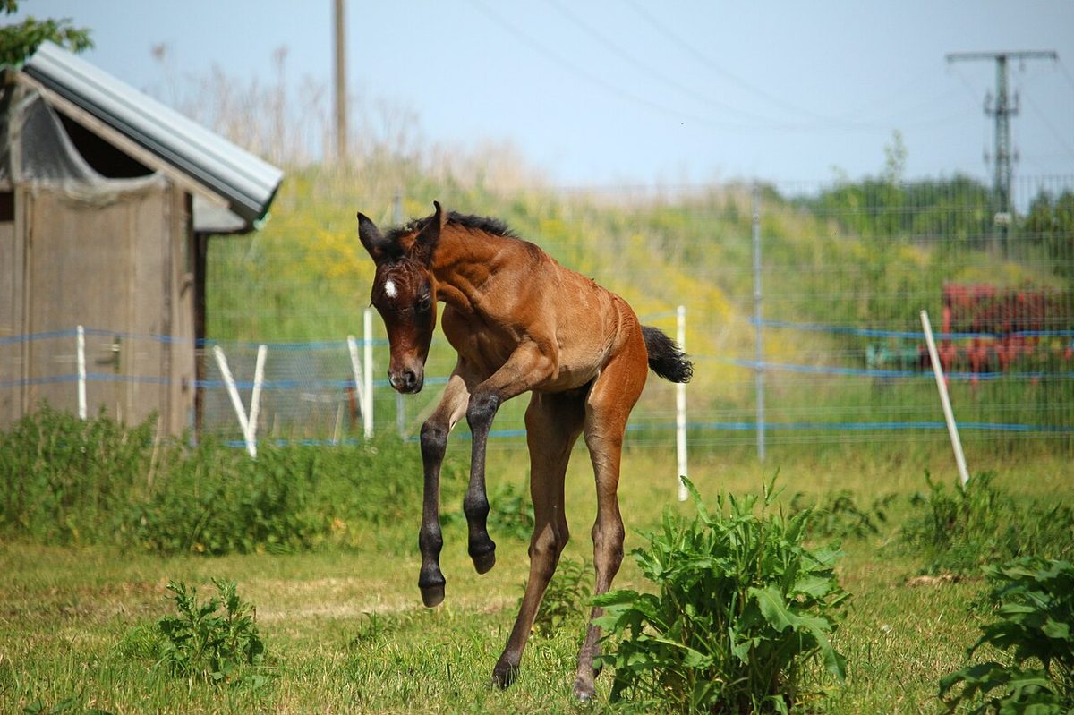 Horse-1411469