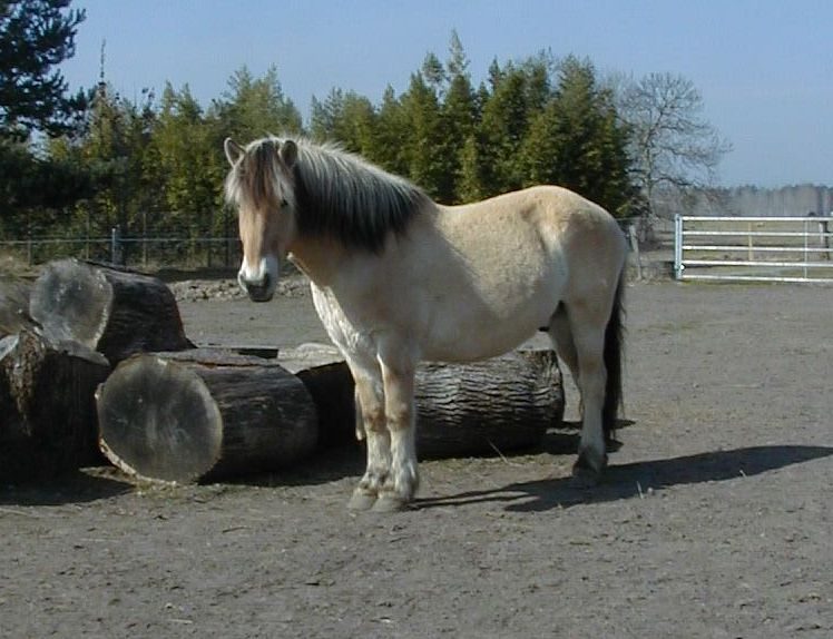 Cheval fjord 00001