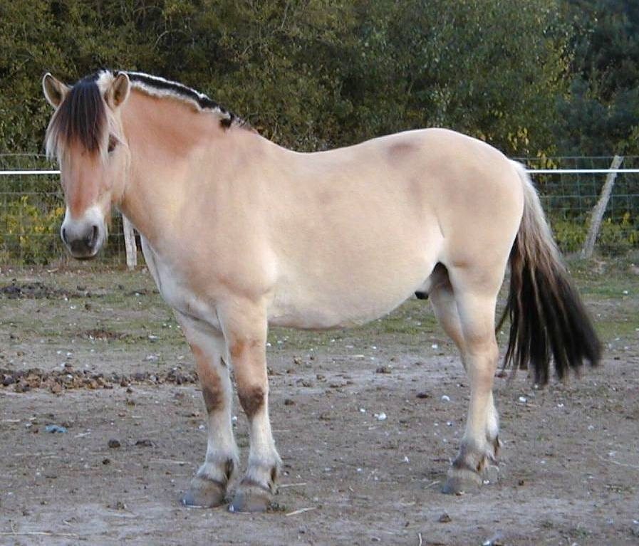 Cheval fjord 00003