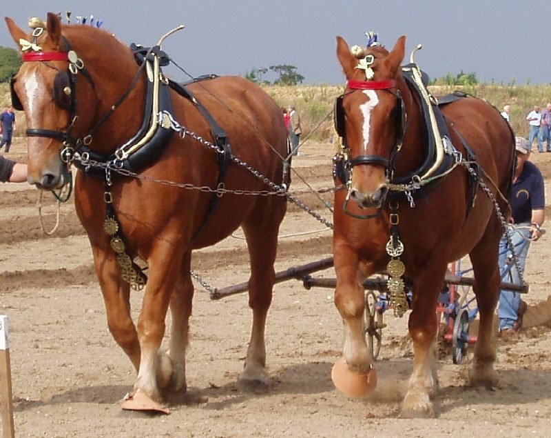 Suffolk Plow Team