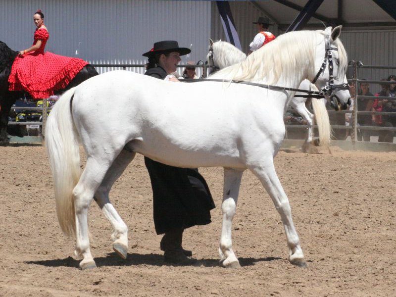 Andalusian