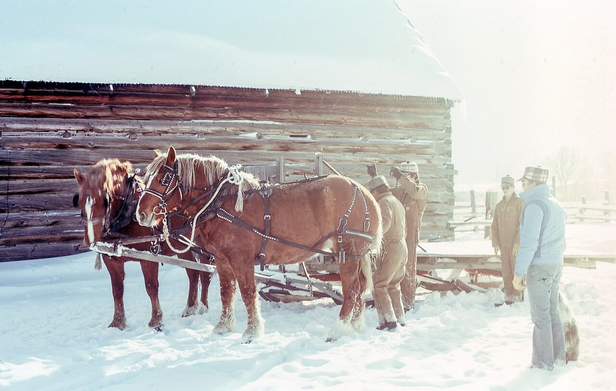 Horse-drawn sled during a harsh winter (Unsplash)