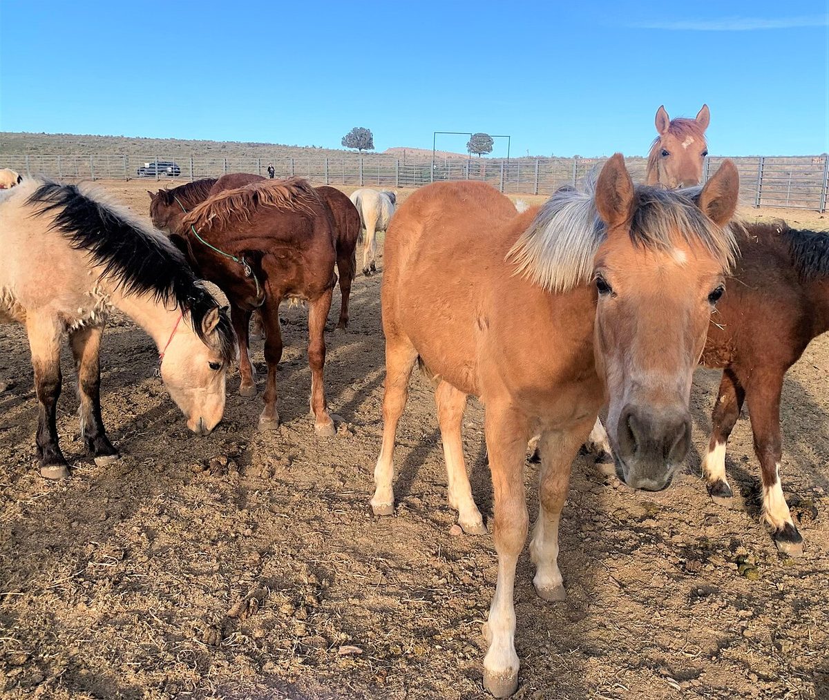 Meet the horses of our Oregon Wild Horse Corral Facility