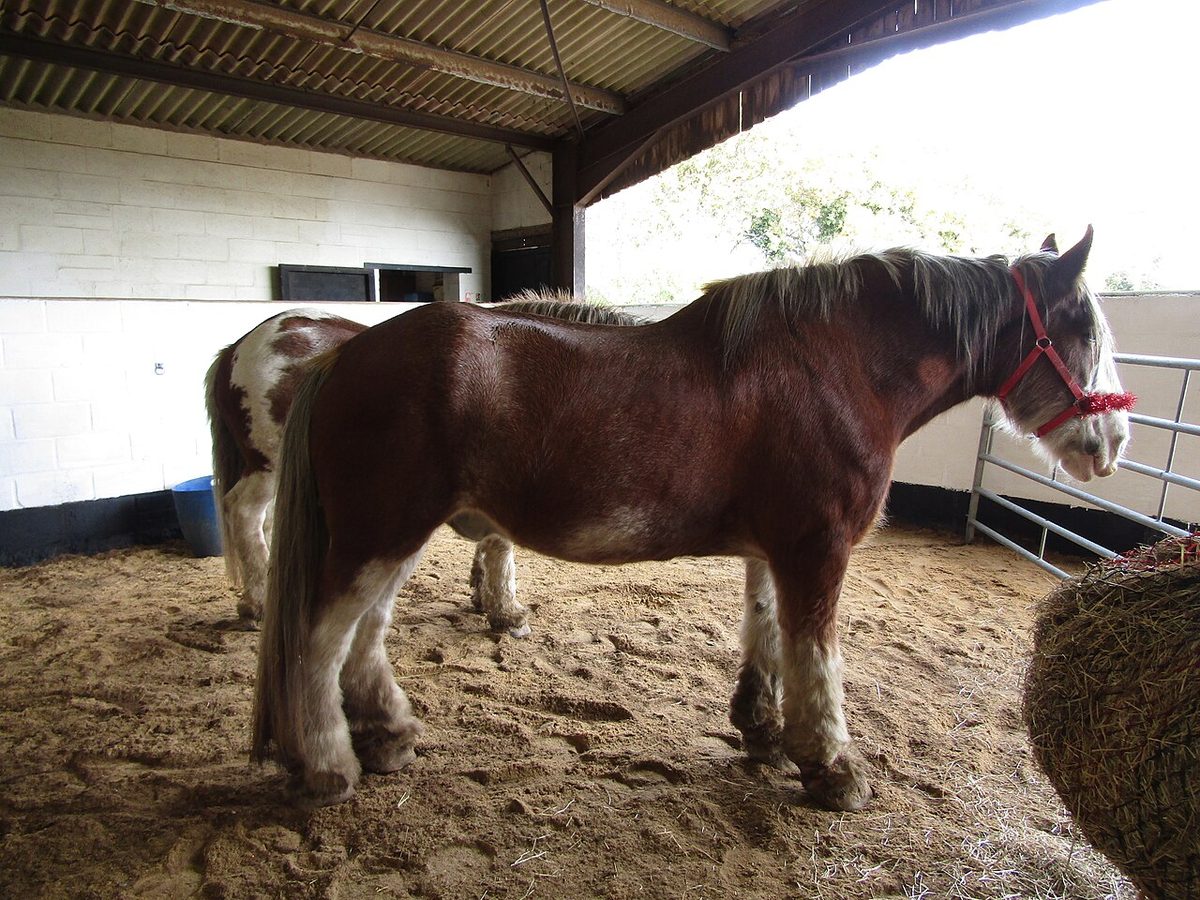 2019-11-16 Two Clydesdales, Hillside Norfolk Shire Horse Centre, West Runton (3)