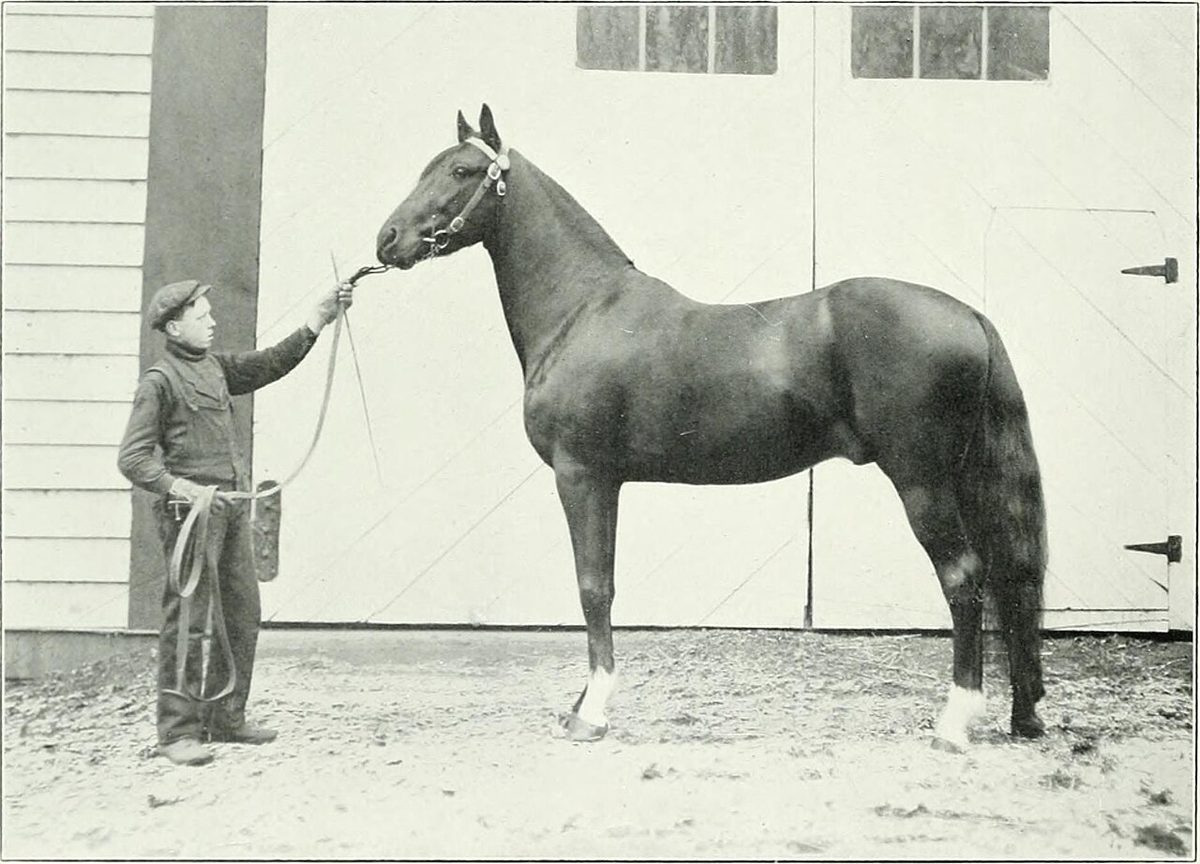 Lovers of the horse - brief sketches of men and women of the Dominion of Canada devoted to the noblest of animals. - (19