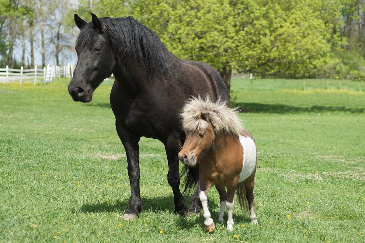 Big horse and little horse