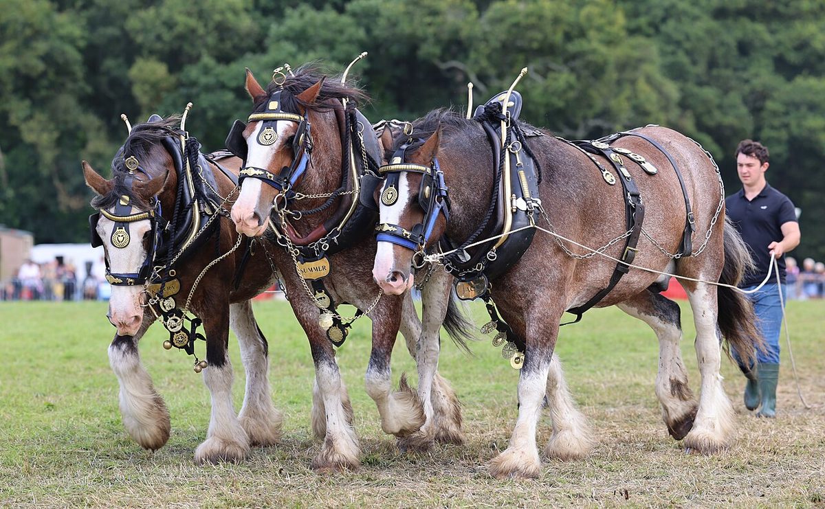 3 Clydesdale horses