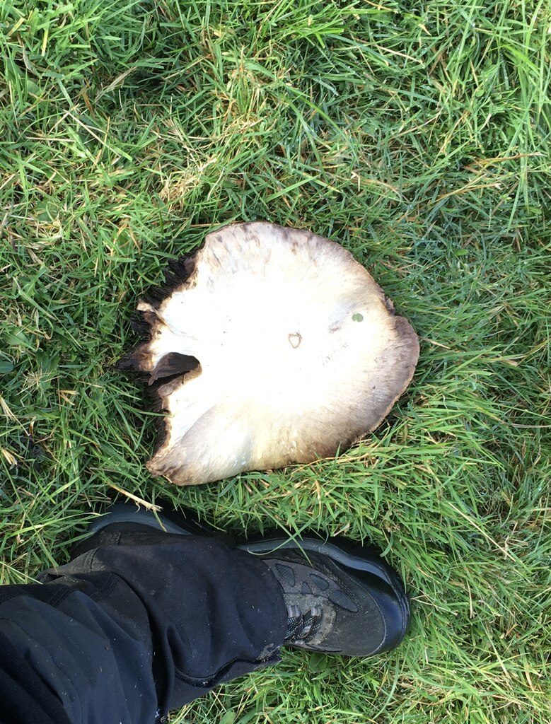 Horse mushroom, size 10