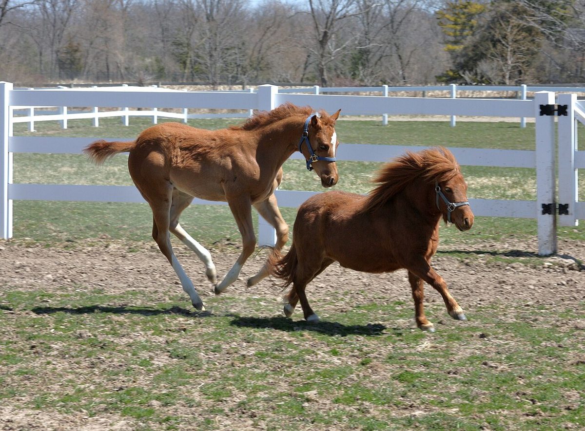 Adult miniature horse with regular-sized foal