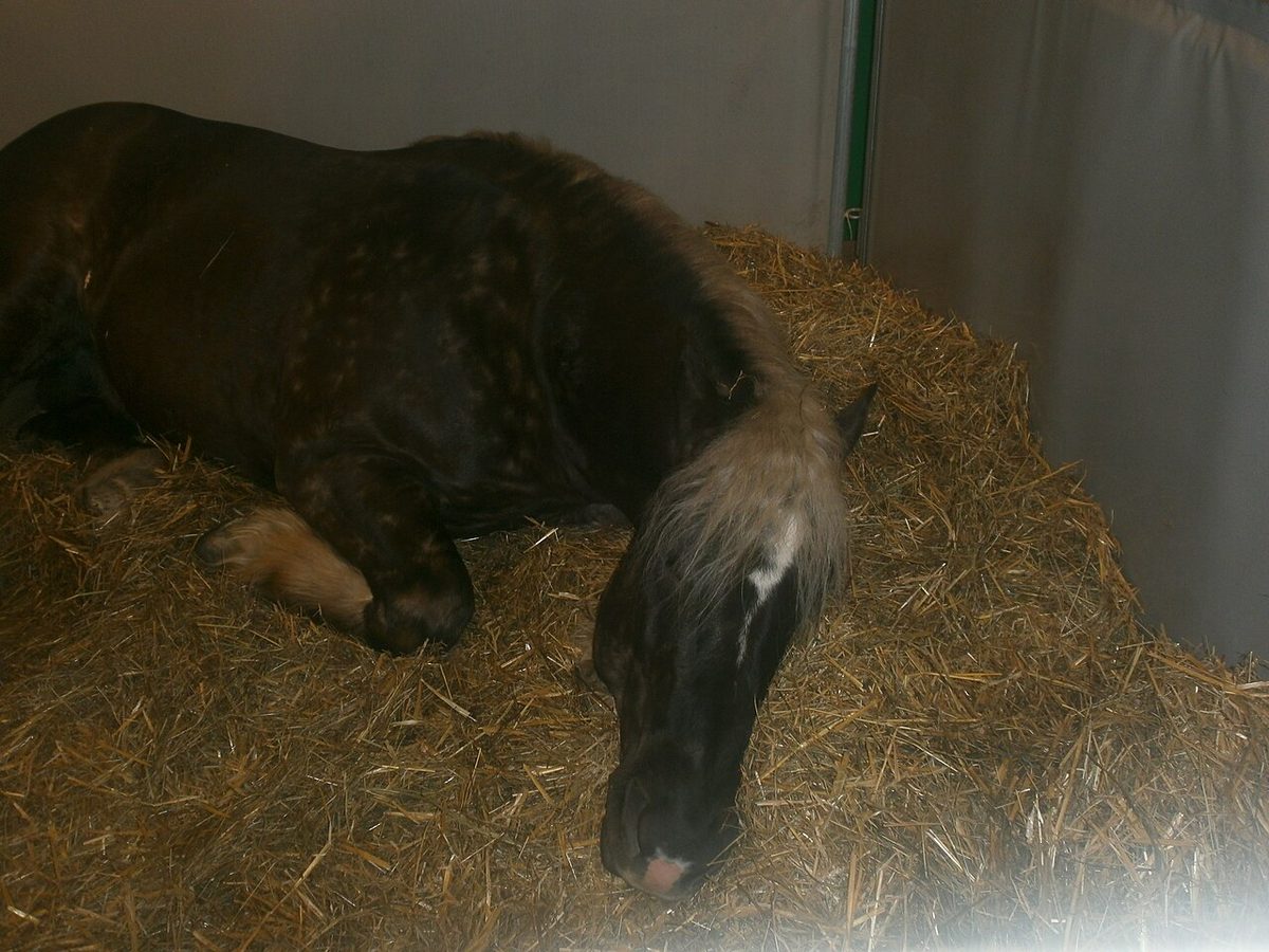 Comtois sleep 2 SDA 2013