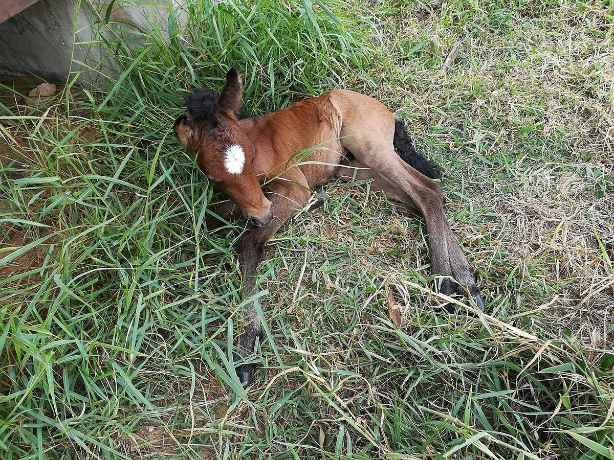 Pony horse