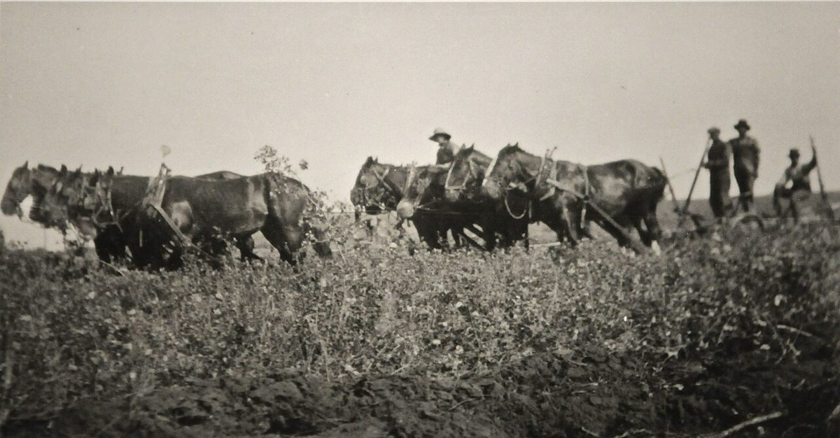 Horse drawn plow, Montmartre SK, 1928