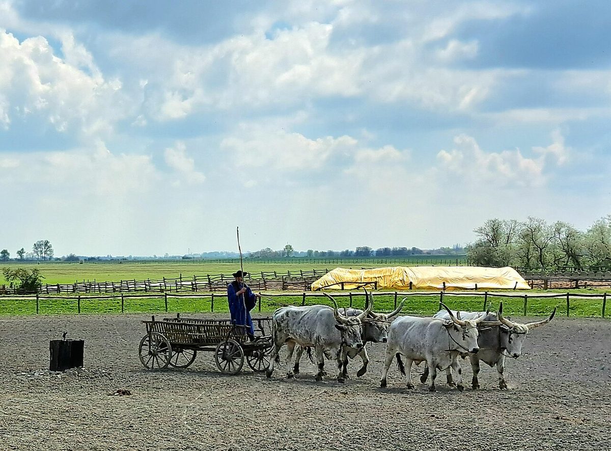 Dunapataj, 20230430. Bakodpuszta, cattle show.-016