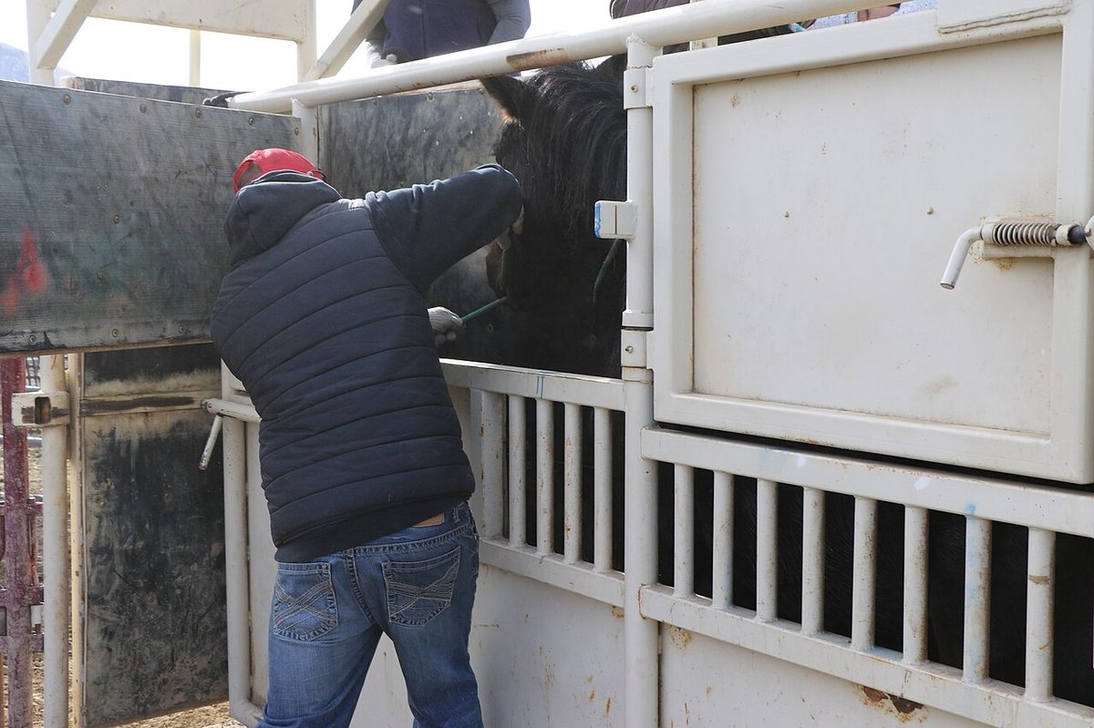 Determining the age of the wild horse