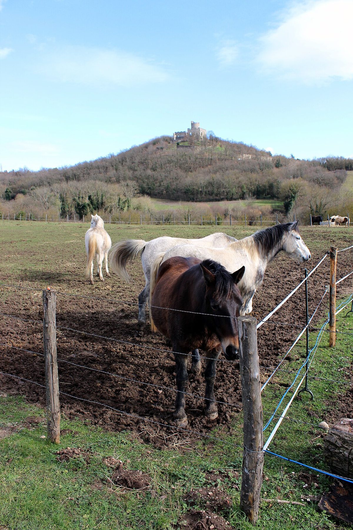Chevaux Maison forte des Allinges et chateau de Fallavier