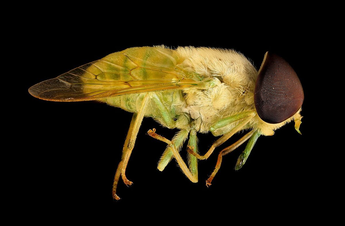 Chlorotabanus crepuscularis, Green horse fly, Duck, NC 2016-01-07-14.51