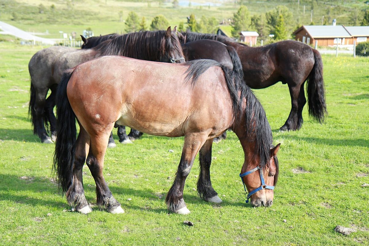 Cold blooded horses kaldblodshest in Rondane, Norway
