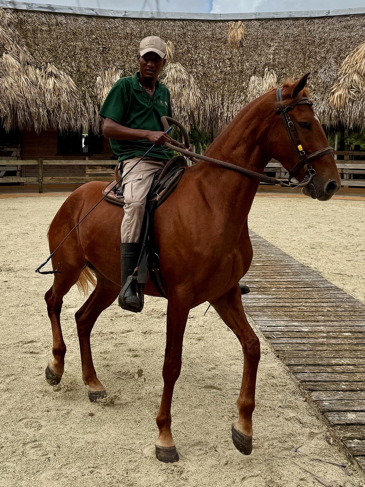 American Quarter Horse - 01