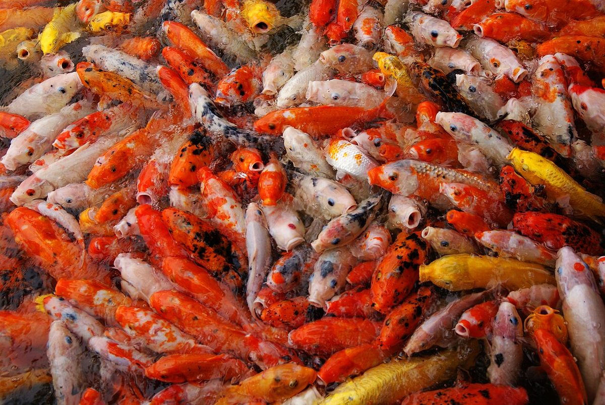 Koi Carp.