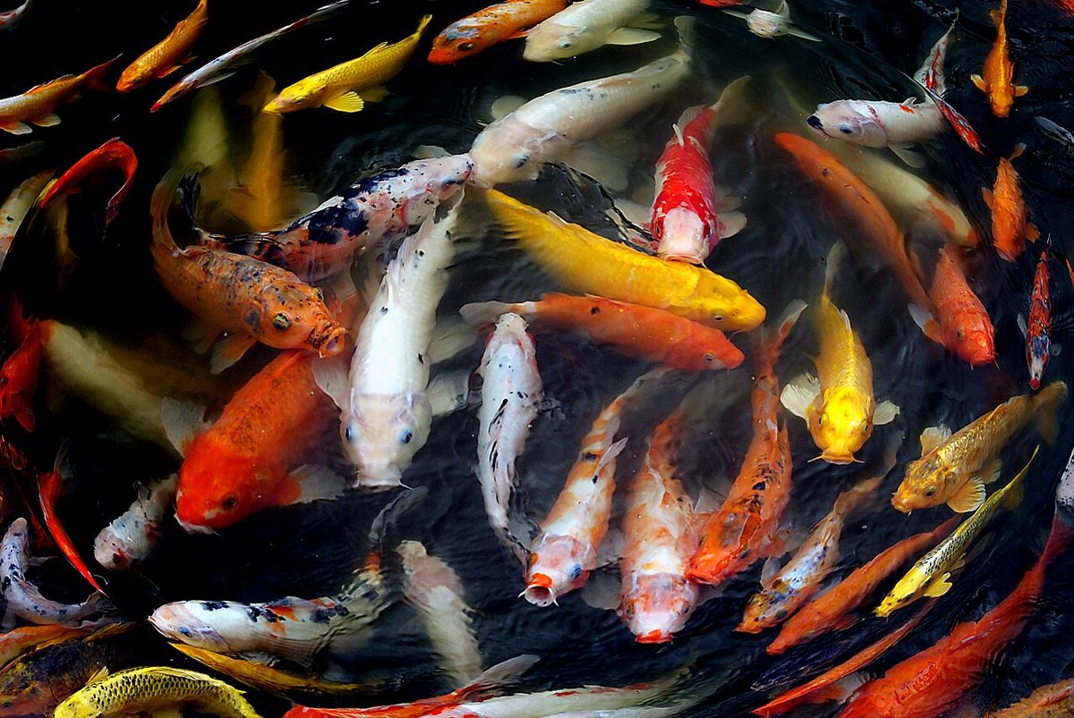 A swirl of Koi.