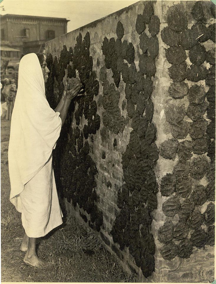 A woman drying cow-dung to be used as fuel in Calcutta in 1945