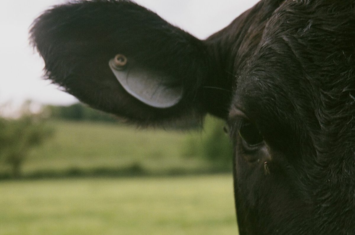 A Japanese wagyu cow grazing