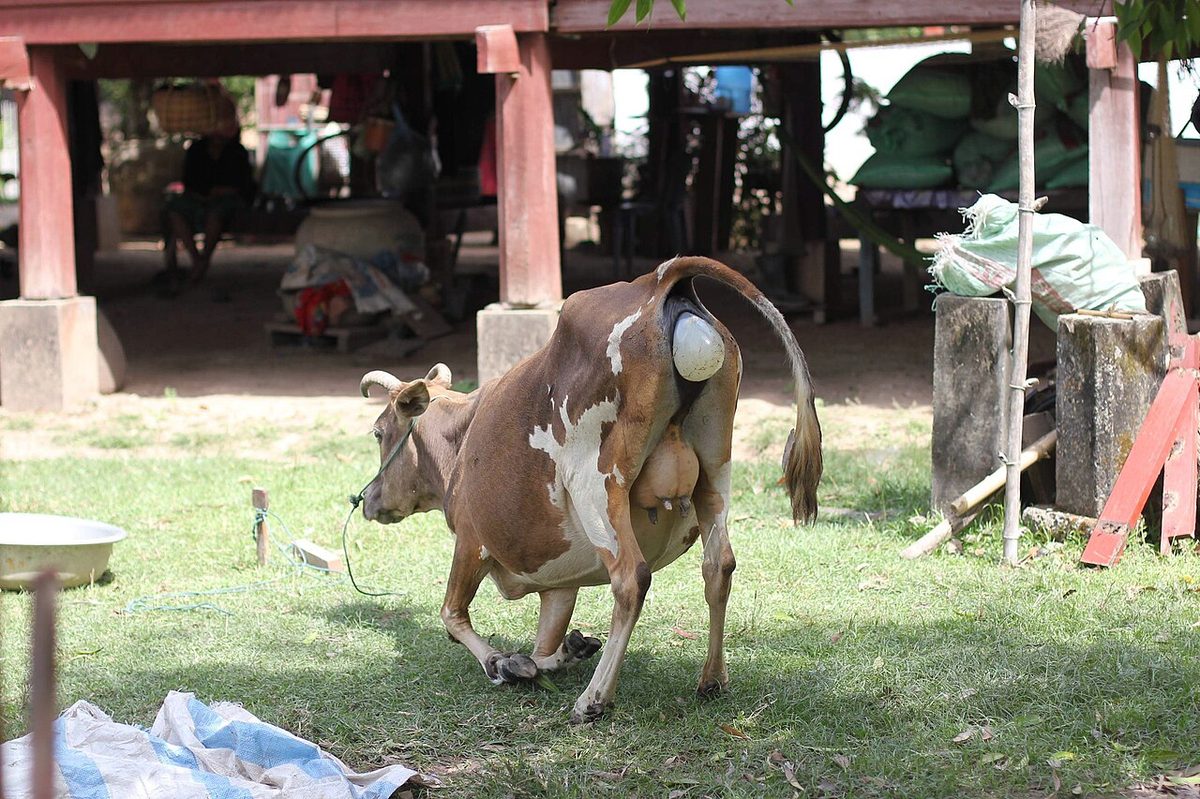 Calving in Laos (1 of 9)