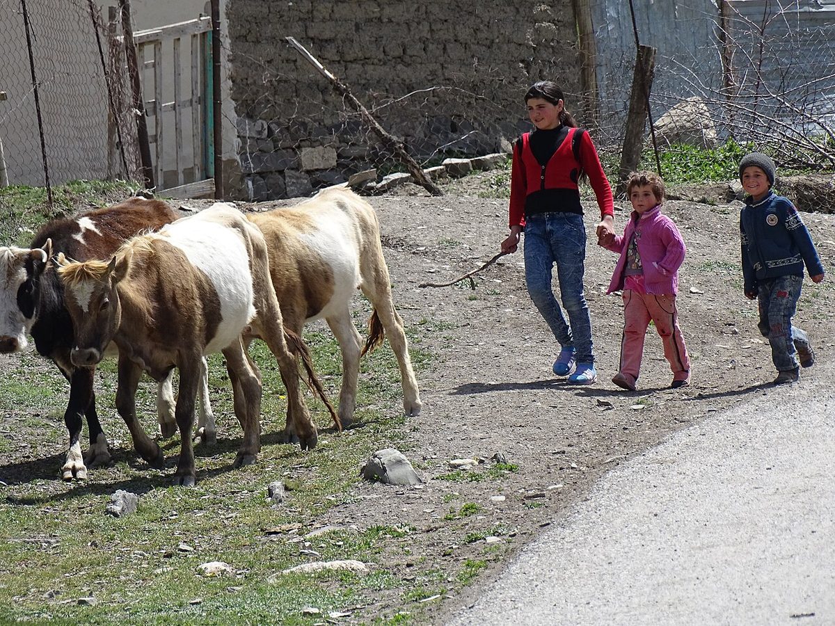 Cows with Child Herders - Village of Xinaliq - Caucasus Mountains - Azerbaijan