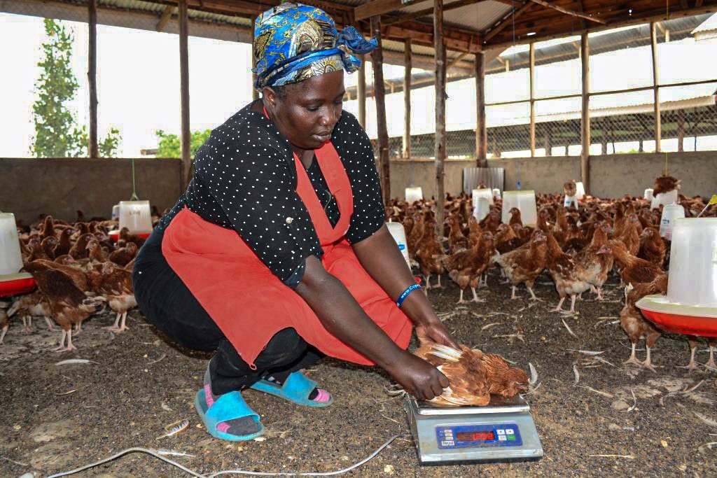 A farmer waiting her chicken to monitor their growth