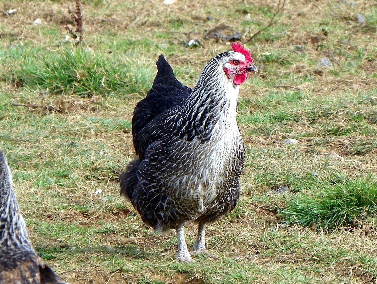 GOC Much Hadham 049 Chicken (Gallus gallus domesticus)