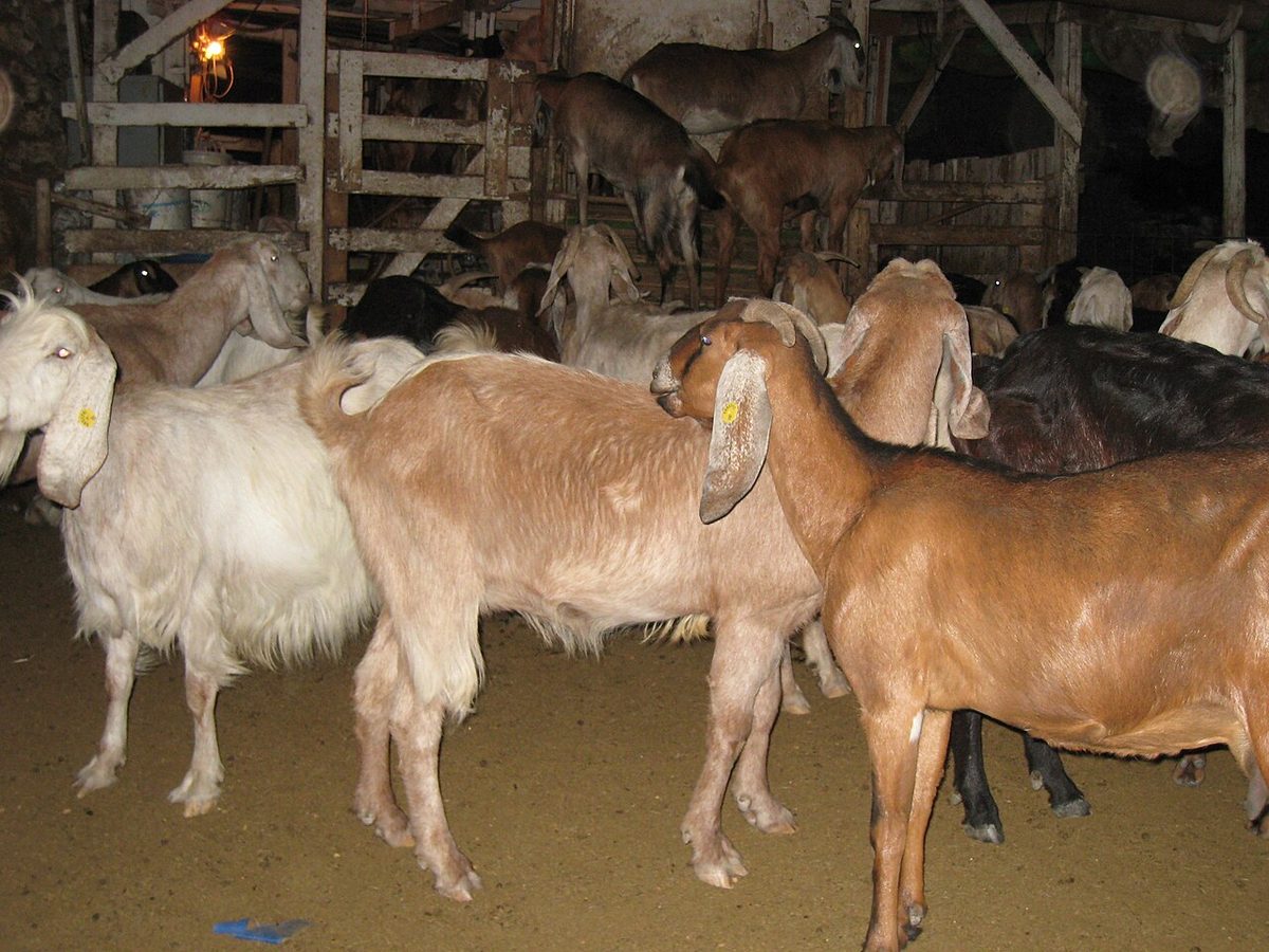 This place makes great goat cheese