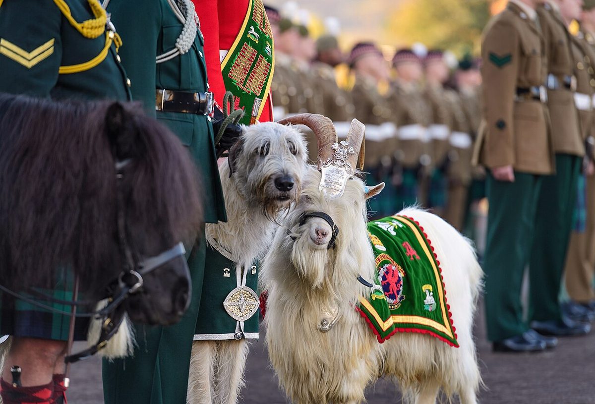 Mascots on parade MOD 45162953