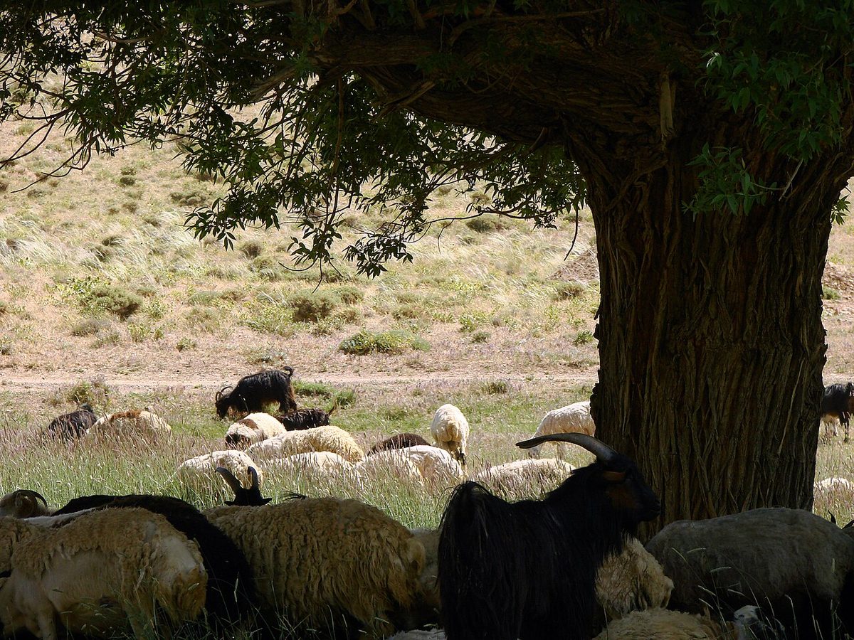گوسفند Sheep 3