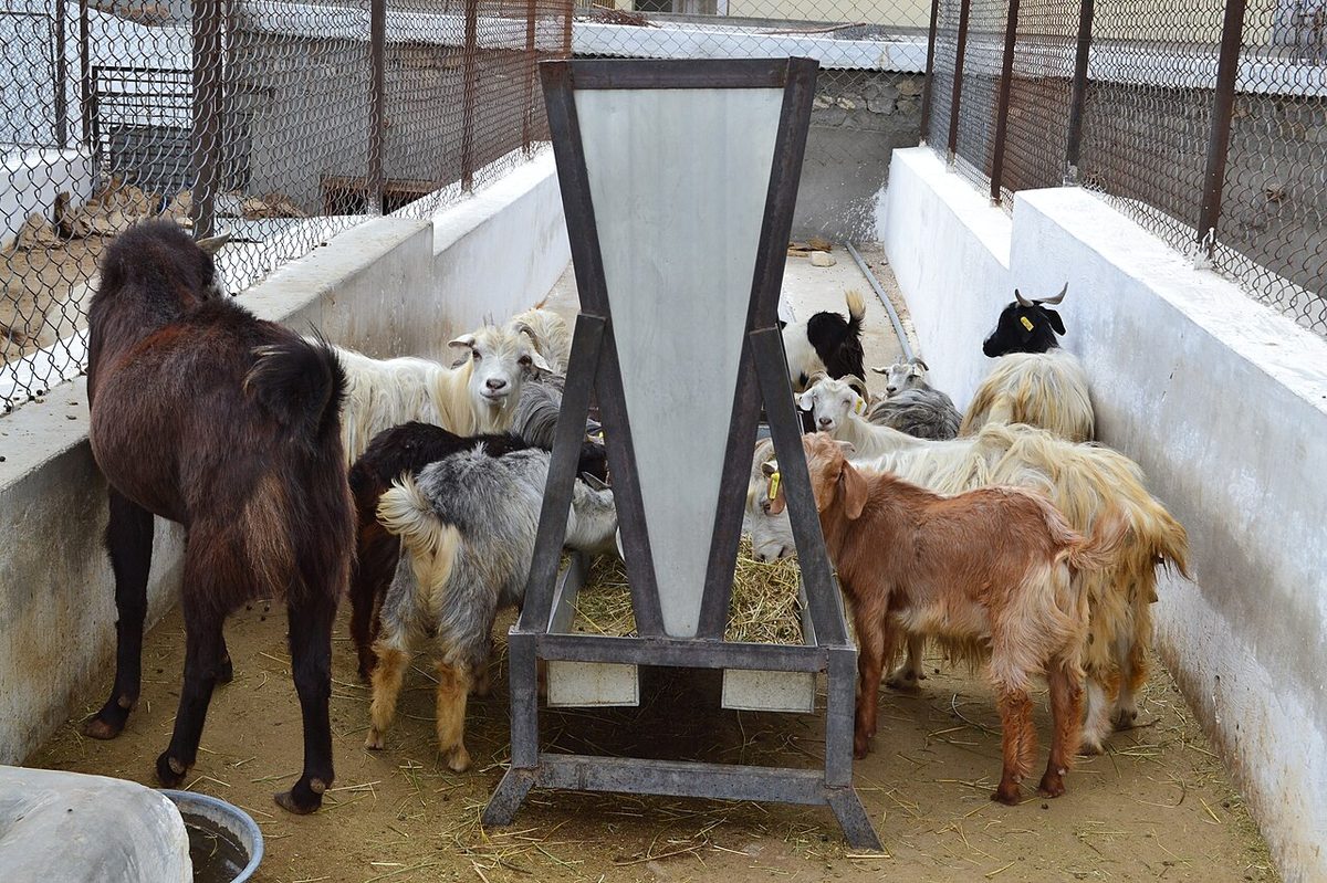 DIHAR Broiler Goat
