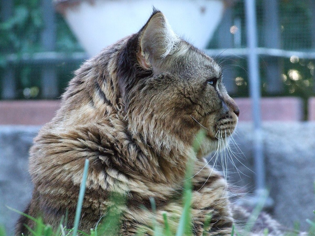 Maine Coon - Chimsky - Creative Commons by gnuckx